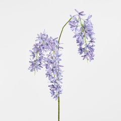 Trailing Wisteria 118Cm Lavender