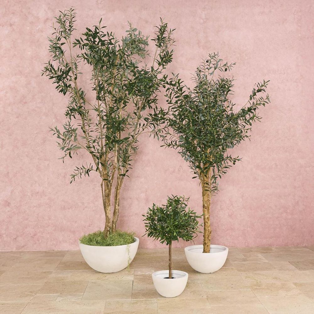 150Cm Olive Tree