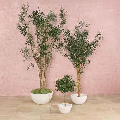 150Cm Olive Tree