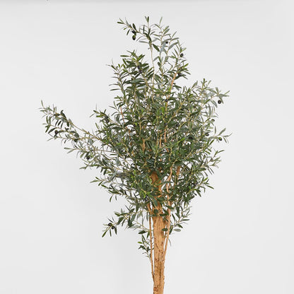 150Cm Olive Tree