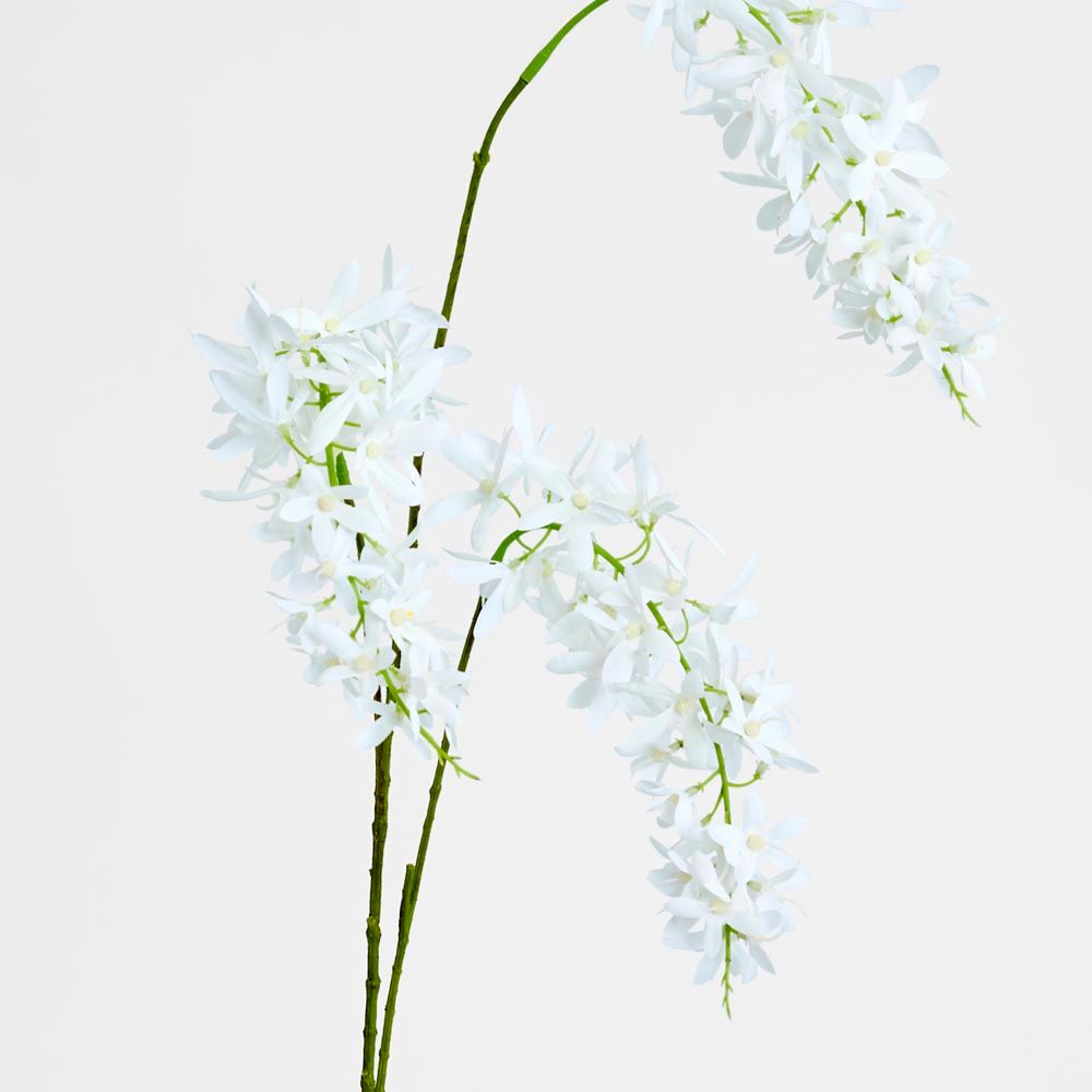 Trailing Wisteria 118Cm White