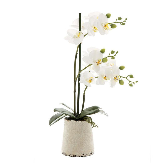 Orchid In Ivory Pot Small 50Cm White
