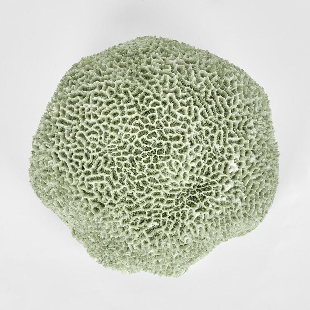 Issie Green Coral 23X21X11Cm