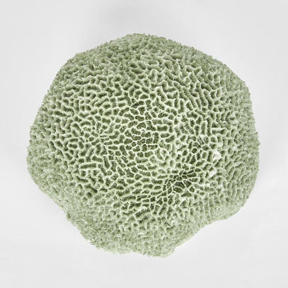 Issie Green Coral 23X21X11Cm