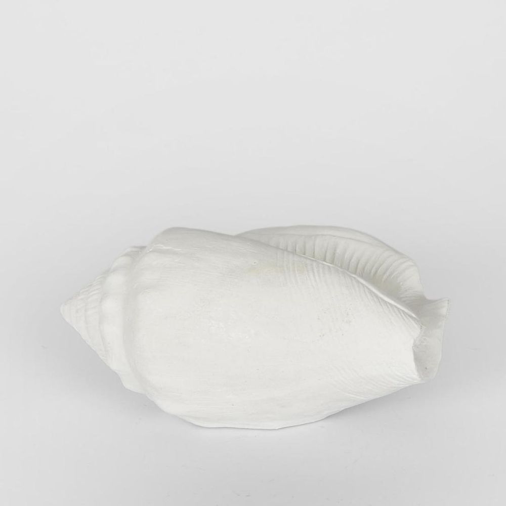 Shore White Sea Snail 20X11X9Cm