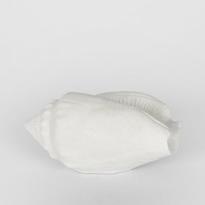 Shore White Sea Snail 20X11X9Cm