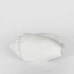 Shore White Sea Snail 20X11X9Cm