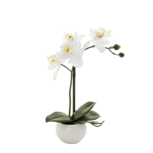Orchid In White Pot 35Cm White