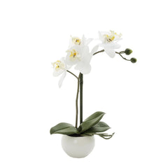 Orchid In White Pot 35Cm White