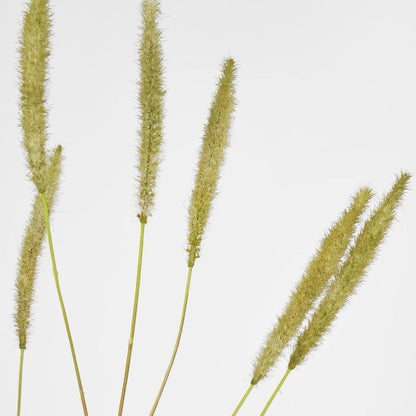 Foxtail Spray Green