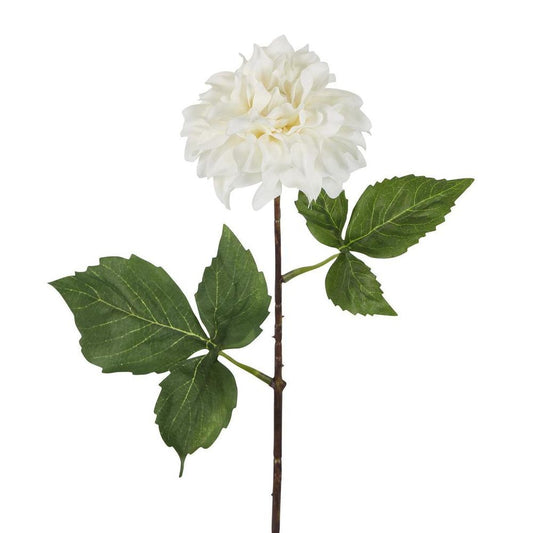 干燥大丽花茎奶油色小号43厘米