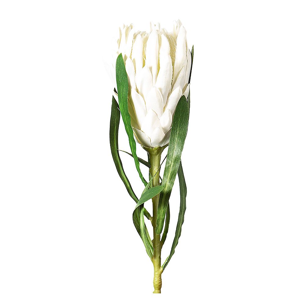 Protea Queen 茎 63Cm 白色