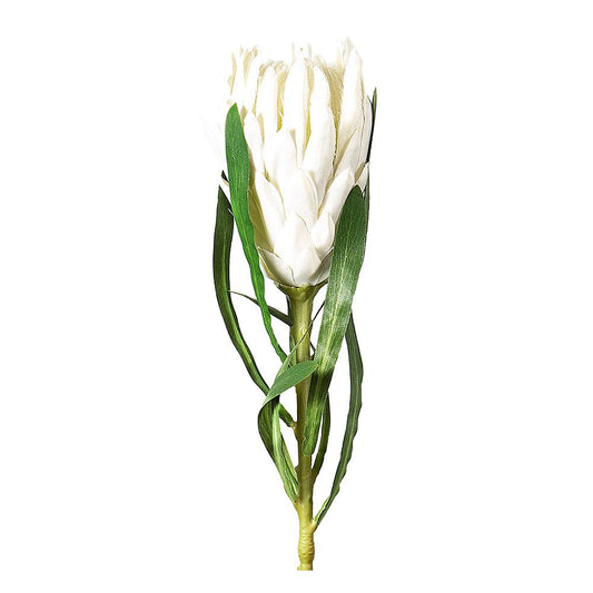 Protea Queen 茎 63Cm 白色