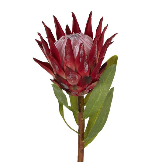 Protea King 茎 75Cm 红色