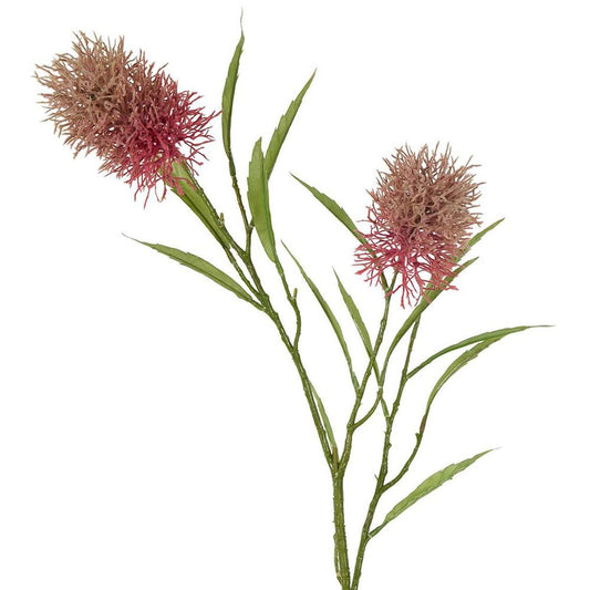 帝王花茎 2 头 粉色