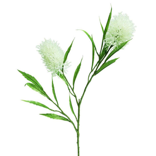 帝王花茎2头白色