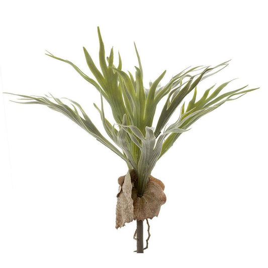 Staghorn 40Cm