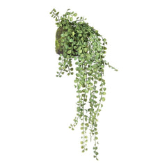 Succulent Hanging 64Cm