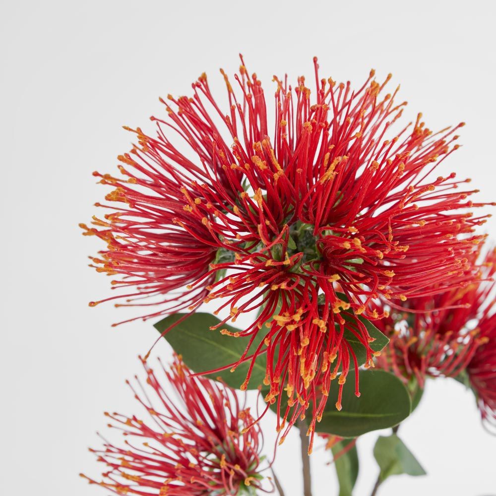Pohutukawa Stem
