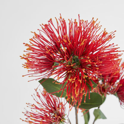 Pohutukawa Stem