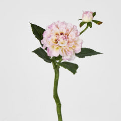 Pink Dahlia