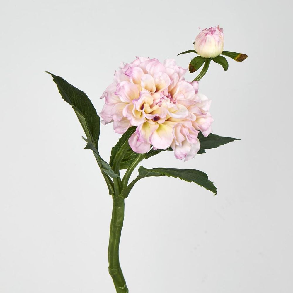 Pink Dahlia