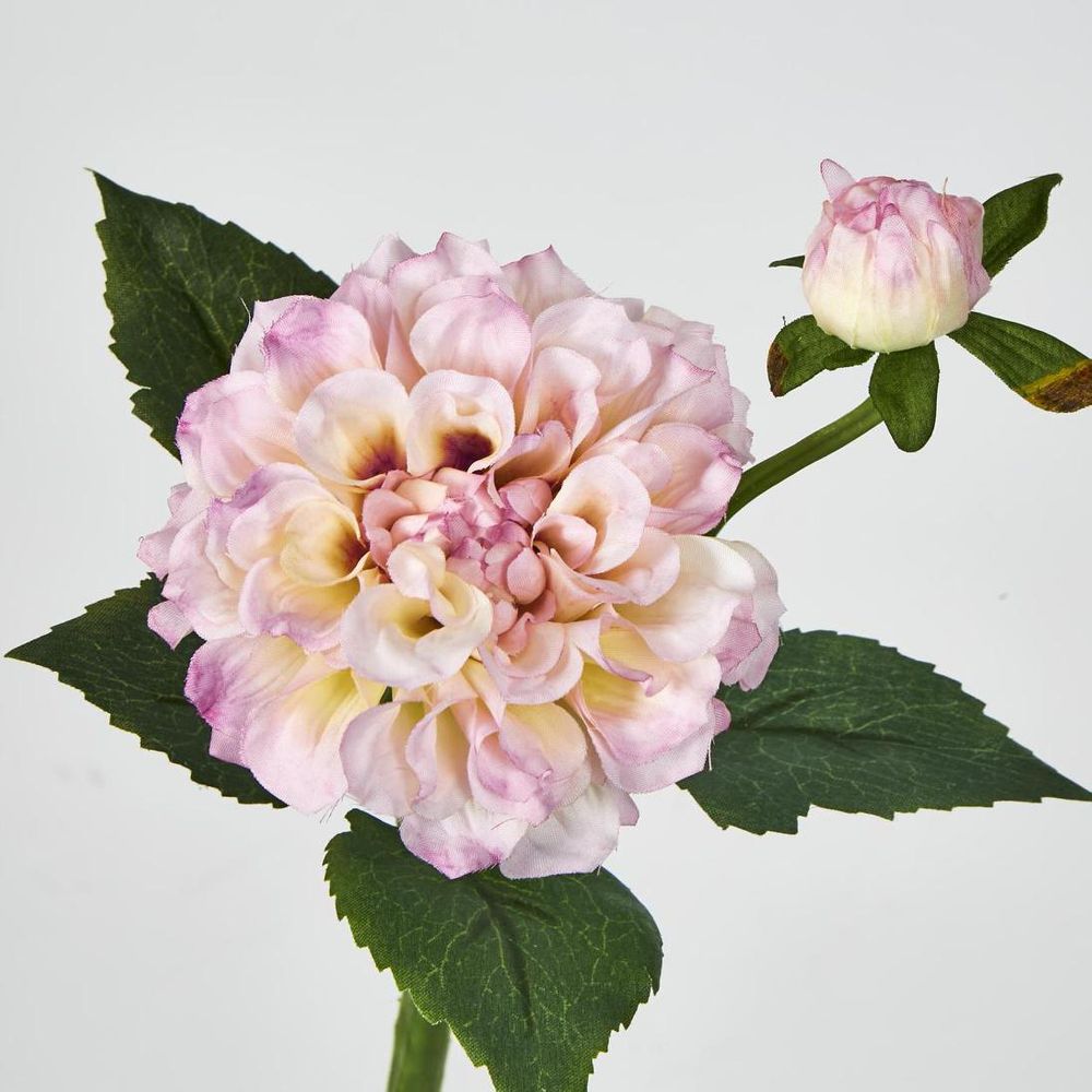Pink Dahlia