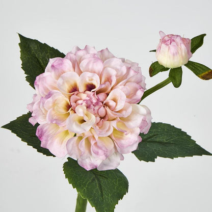 Pink Dahlia