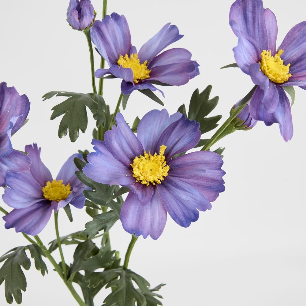 Cosmos Spray 85Cm Dark Purple
