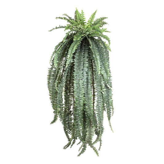 蕨类植物 波士顿巨人 1.5M