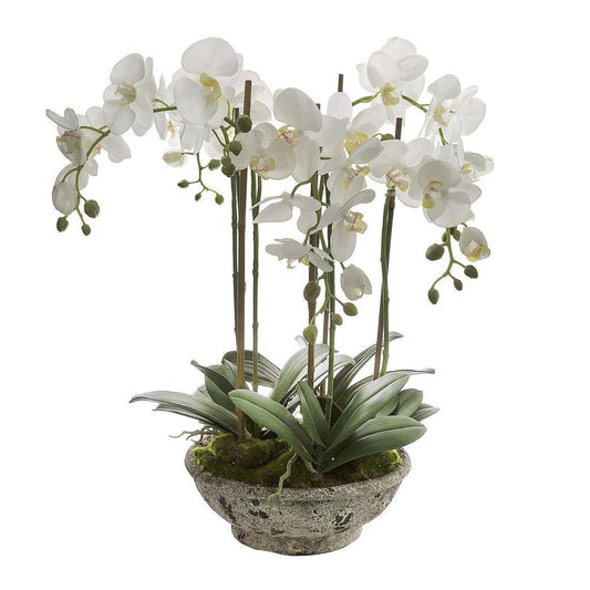 Orchid In Pot 65Cm White