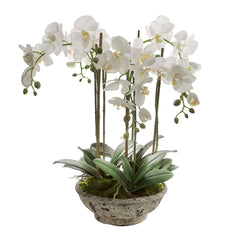 Orchid In Pot 65Cm White