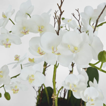 Orchid Real Touch 60Cm In White Pot Silver Rim