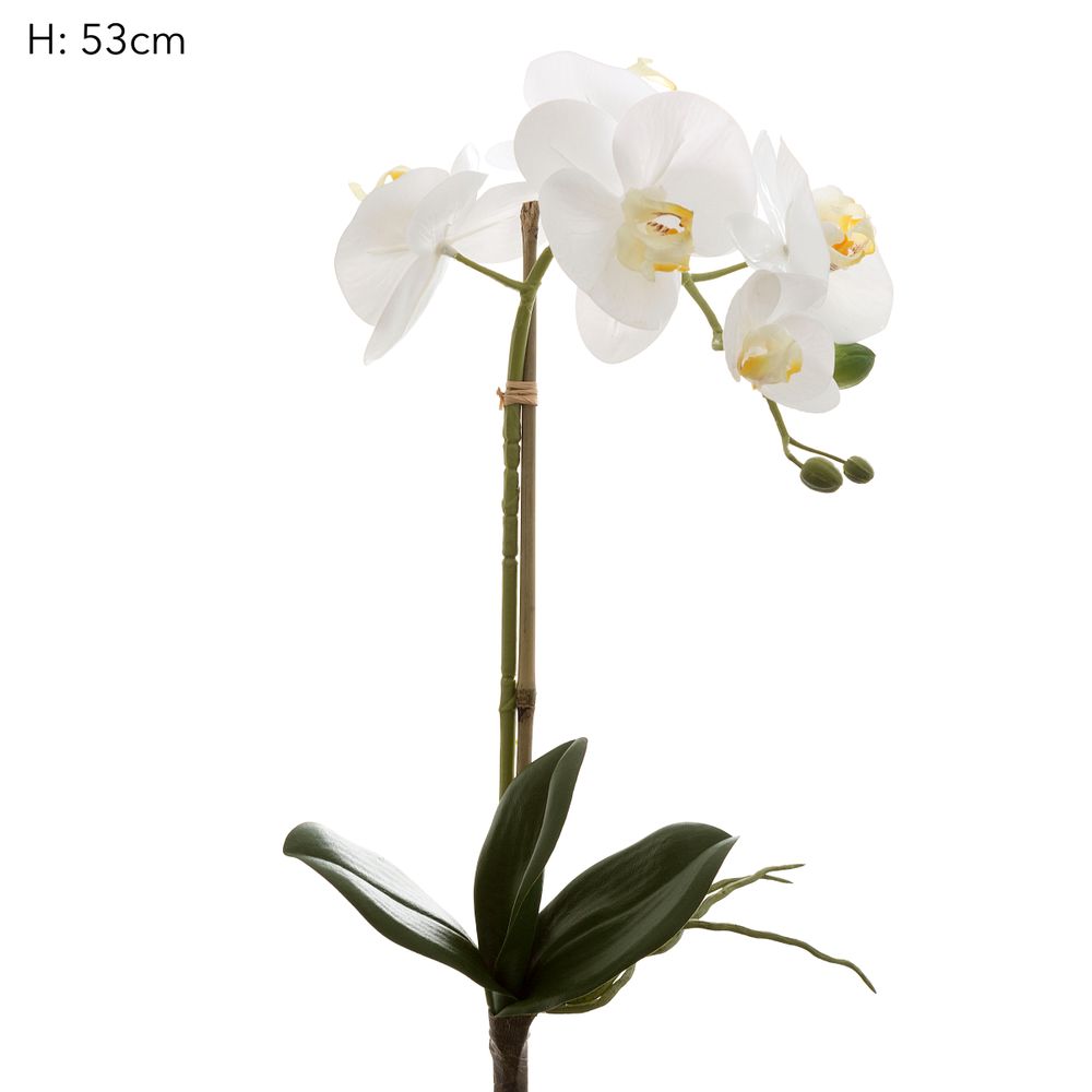 Orchids Phalaenopsis Real Touch with Leaves 53cm White