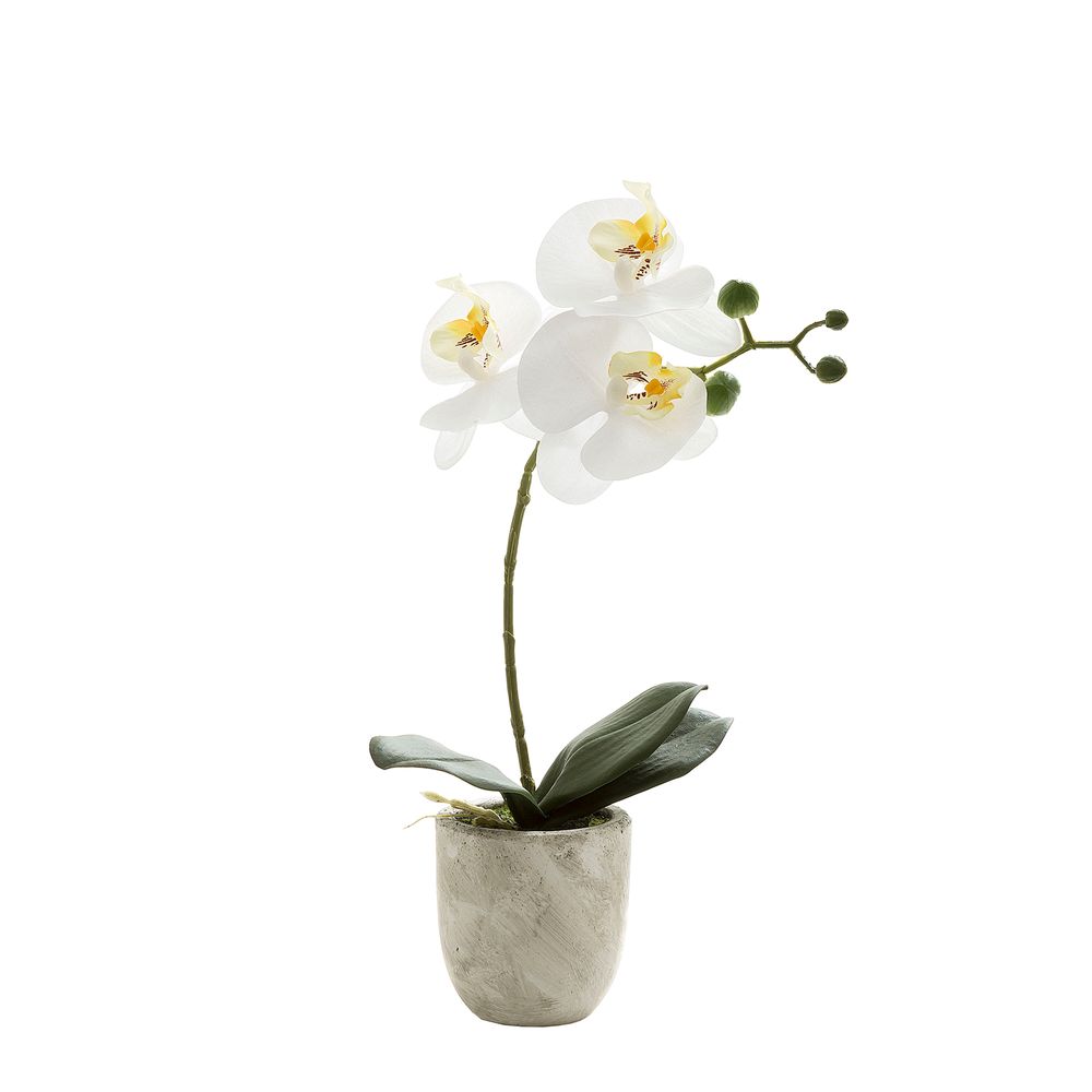 Phalaenopsis Real Touch In Clay Ivory Pot 35Cm White