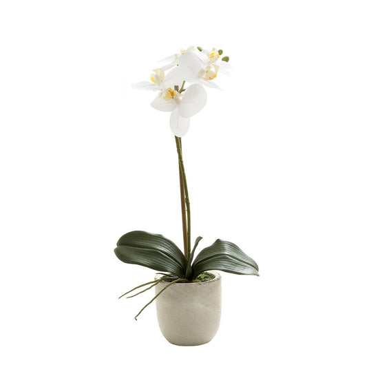 Phalaenopsis Real Touch In Clay Ivory Pot 50Cm White