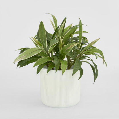 Cordyline Tree 80Cm