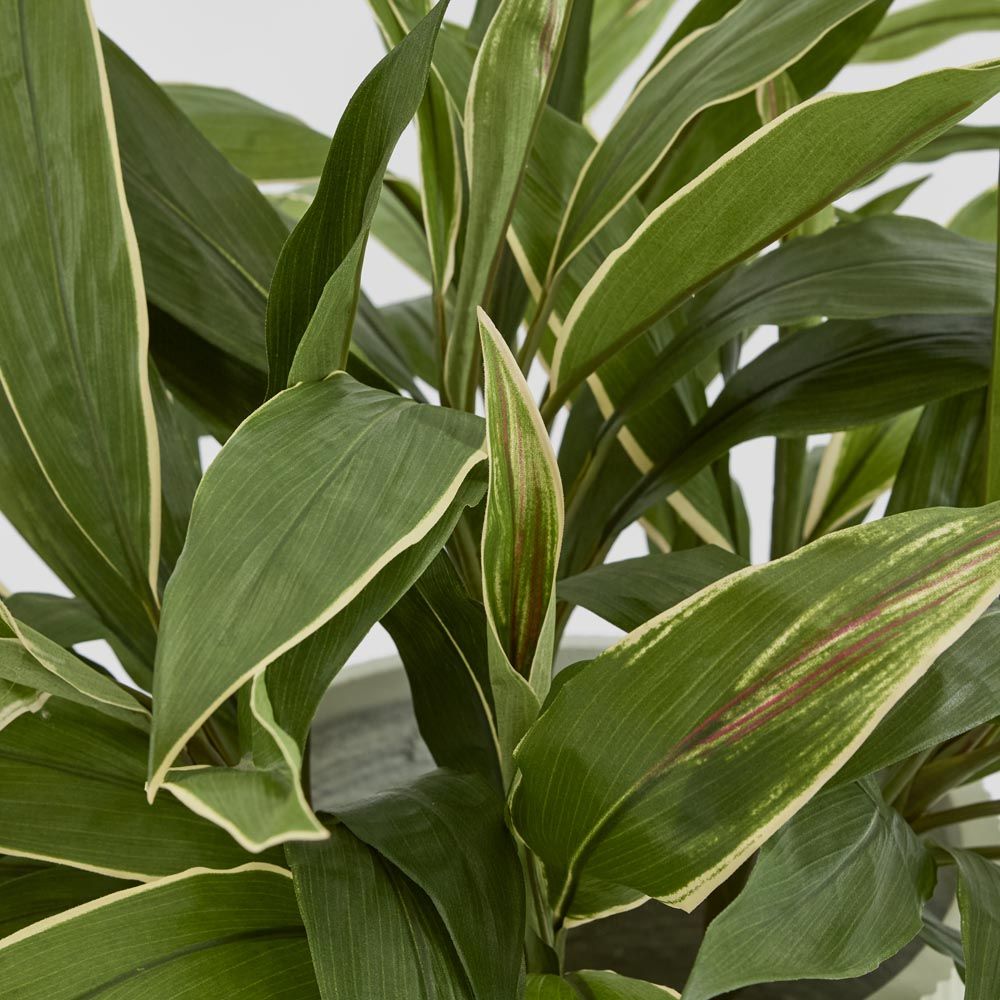Cordyline Tree 80Cm