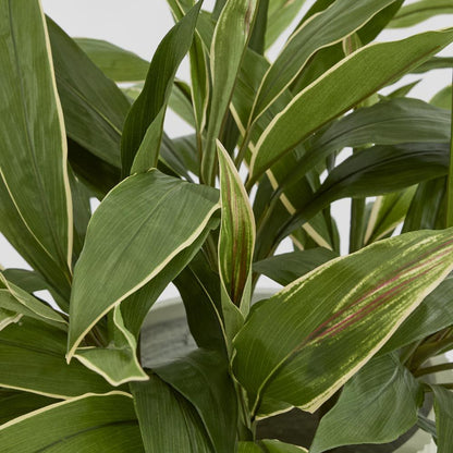 Cordyline Tree 80Cm