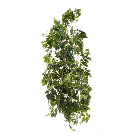 Cissus Bush 1.10M