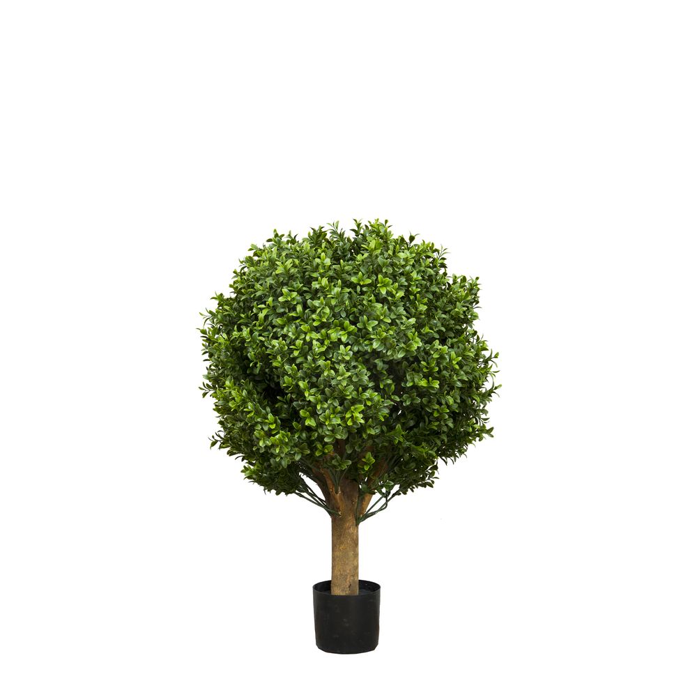 Boxwood Ball Tree 65Cm