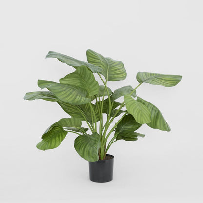 Calathea Fasciata 绿色 65厘米
