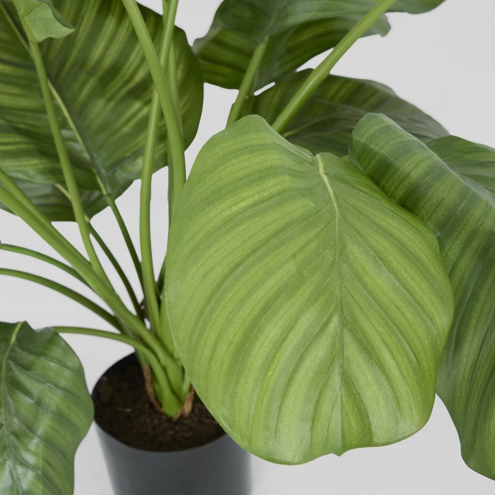 Calathea Fasciata 绿色 65厘米