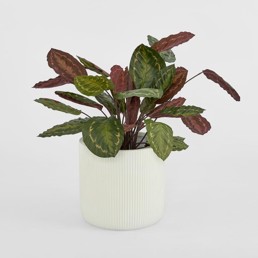 Calathea Fasciata 绿红 65厘米