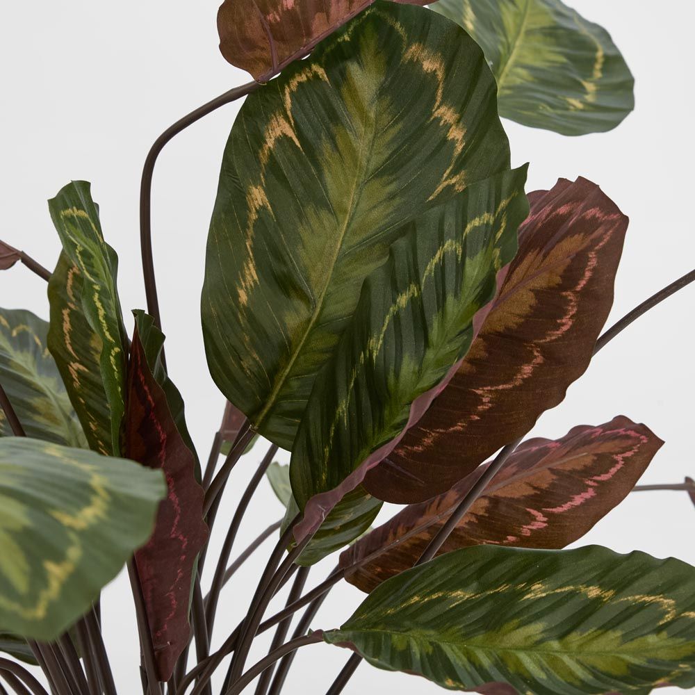 Calathea Fasciata 绿红 65厘米