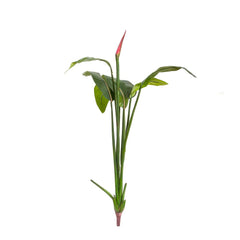 Bird Of Paradise Bud 1.37M