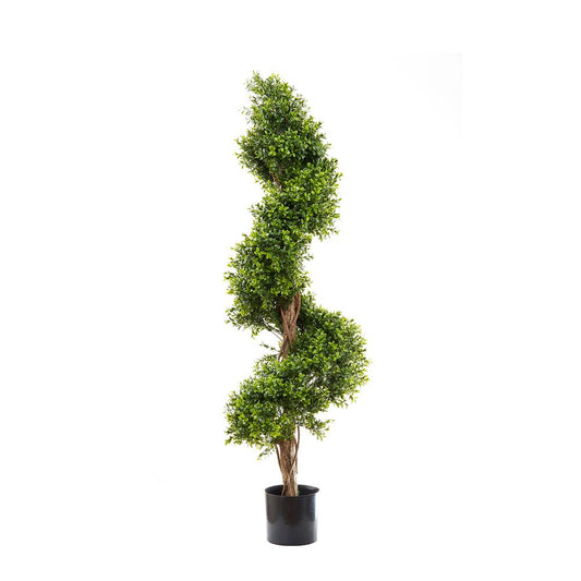 Boxwood Spiral Tree Budget 1.4M