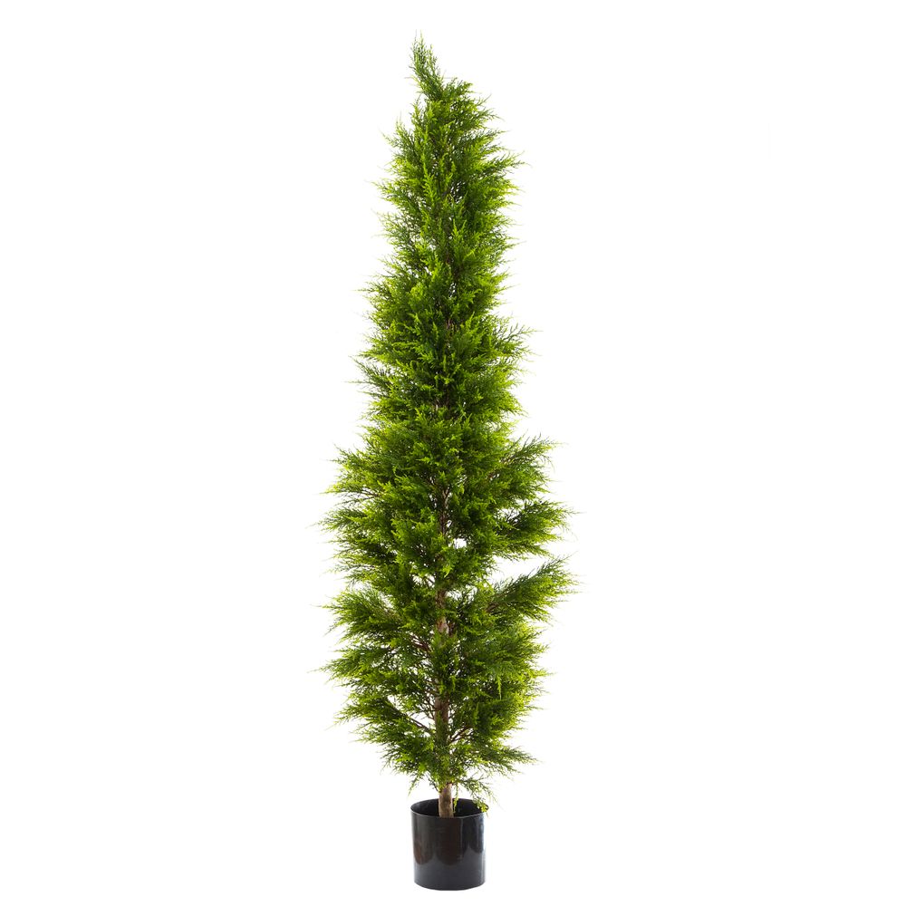 Cypress Pine 2M