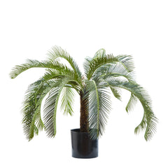 Cycad Palm 80Cm