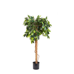 Ficus Ball Tree 1.2M